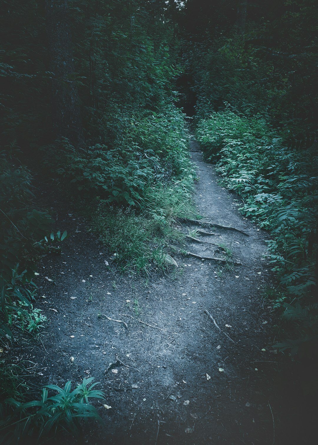 twisted path in forest